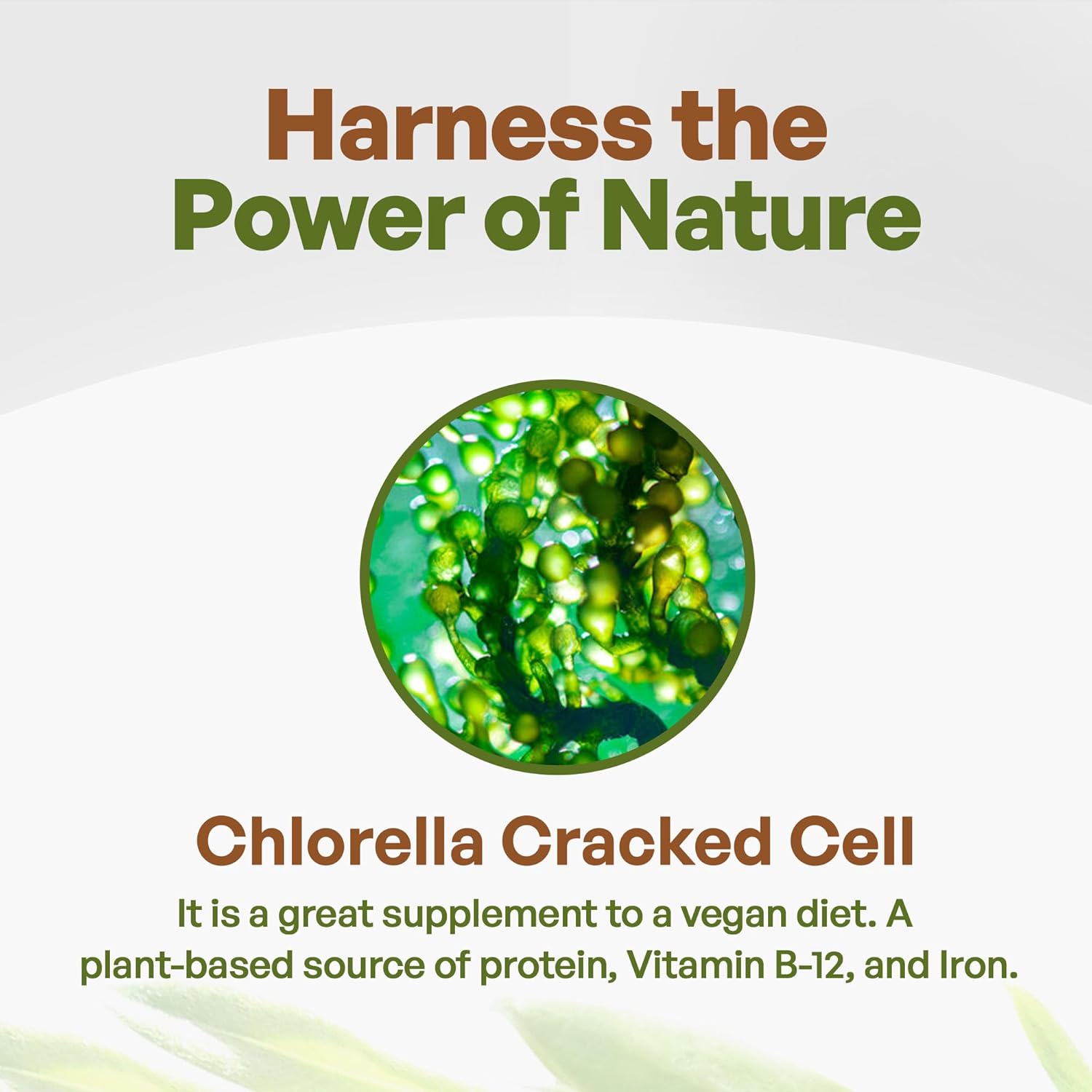 Go Nutra - Chlorella Powder, Pure Greens Powder with Vitamins, Minerals, and Antioxidants, All Natural Greens Superfood Powder, Chlorella Cracked Cell Green Powder, Non-GMO, Vegan, 16 oz - Image 3
